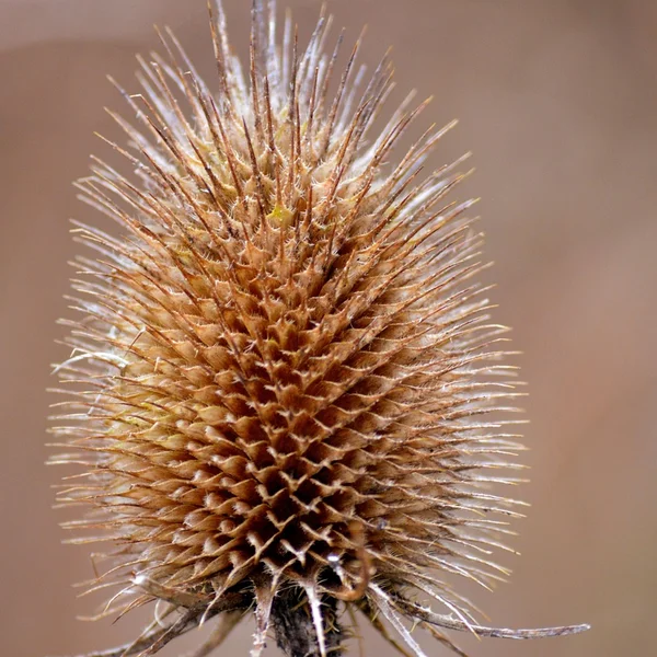 炸金花游戏捕鱼游戏