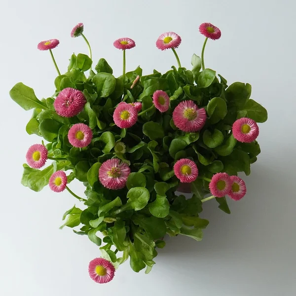 炸金花游戏棋牌游戏